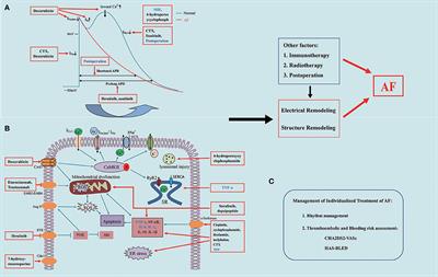 Frontiers | Anticancer Therapy-Induced Atrial Fibrillation 